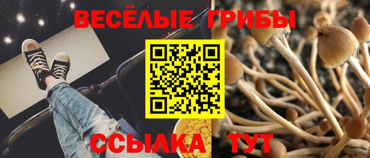 Ковров  Галлюциногенные грибы прущие грибы  Вход с VPN 